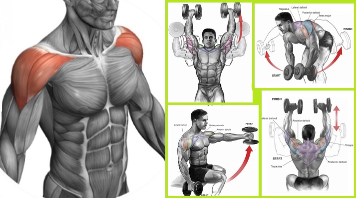 3 Dumbbell Exercises For the Shoulders to Build the