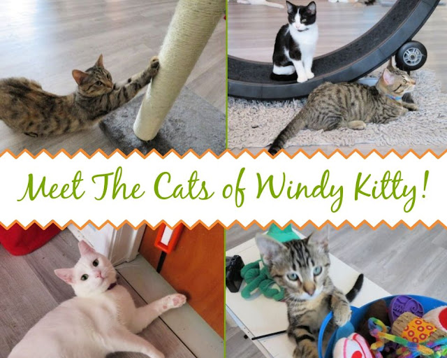 cat cafes|the windy kitty|chicago