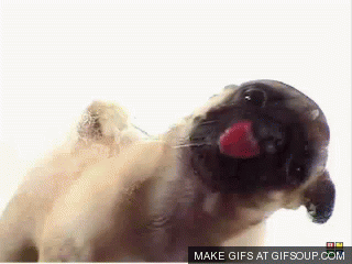 pug-licking.gif