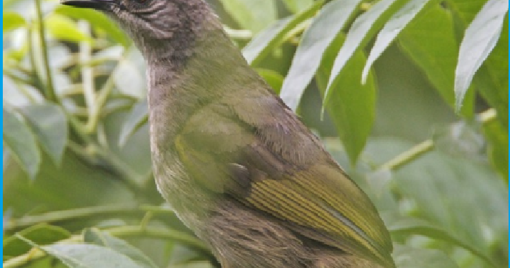 Harga Burung Kapas Kemban Kapas Kunyit Tahun 2019 Pakan Burung Joss
