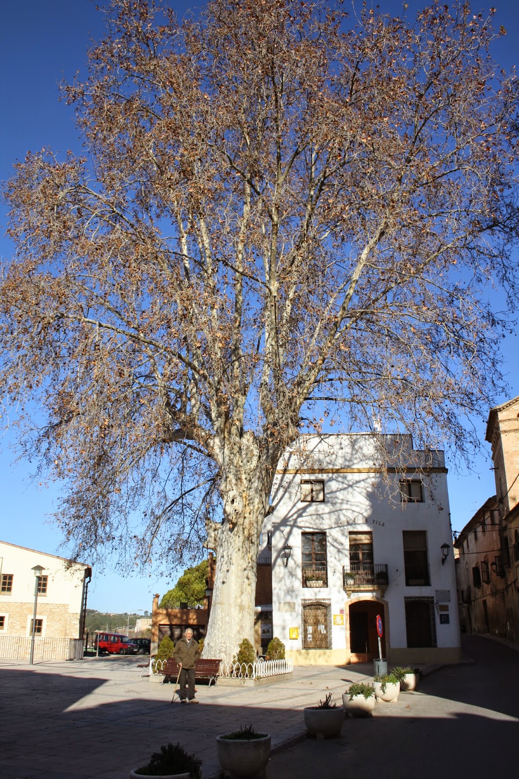 TOT SON PUNTS DE VISTA EL PLÀTAN DE LA LLIBERTAT DE LA RIERA DE GAIÀ