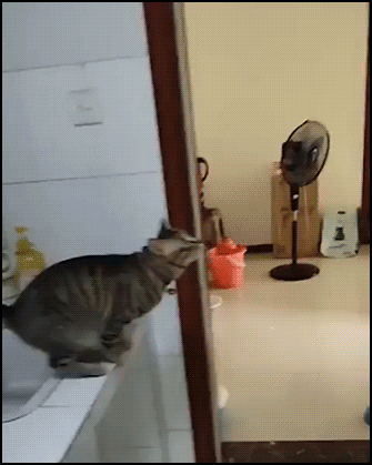 Amazing Cat GIF • Acrobat cat jumps on top of door like a spidercat and takes a nap on it! Amazing balance... Amazing Cat GIF • Acrobat cat jumps on top of door like a spidercat and takes a nap on it! Amazing balance...