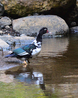 Muscovy Duck in a river in Costa Rica