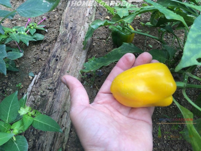 Starting Bell Peppers Indoors