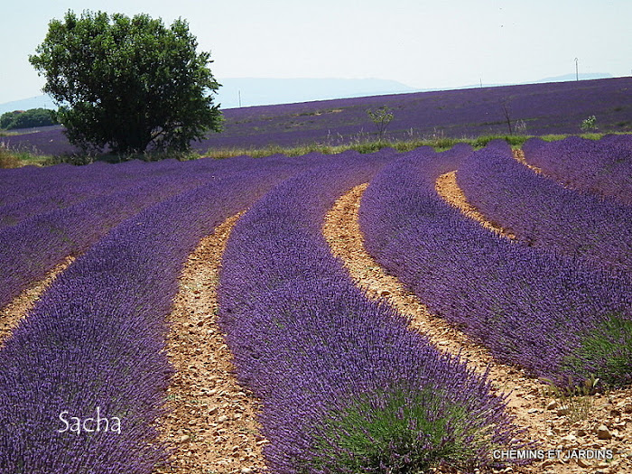 Chemins et jardins Champs de lavande Valensole à