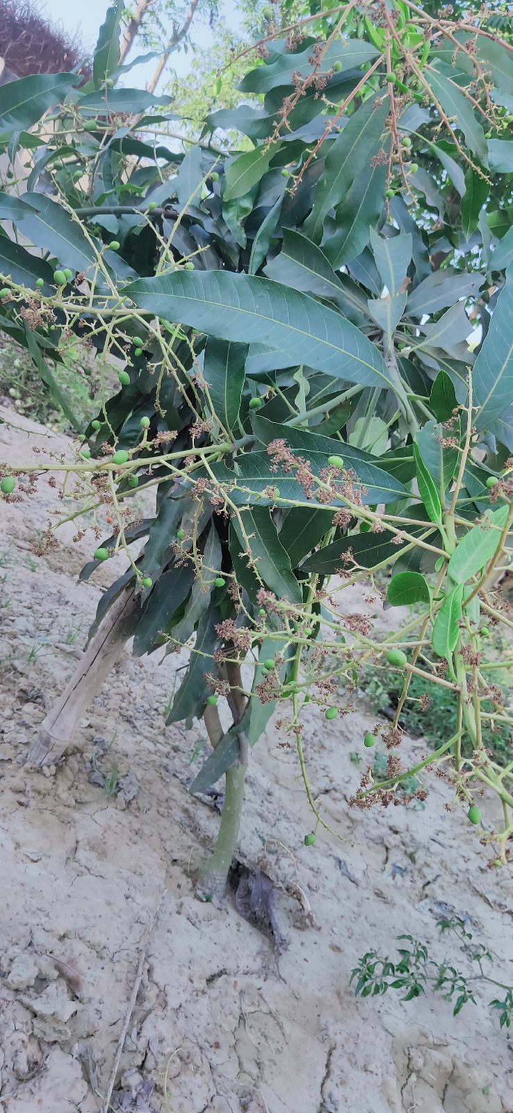 mango tree Health benefits of mango