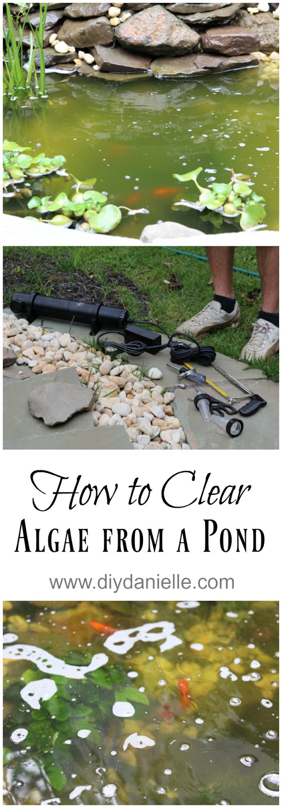 Clearing Algae from a Pond with a UV Light DIY Danielle