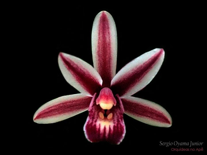 Orquídeas no Apê: Orquídea Cymbidium aloifolium
