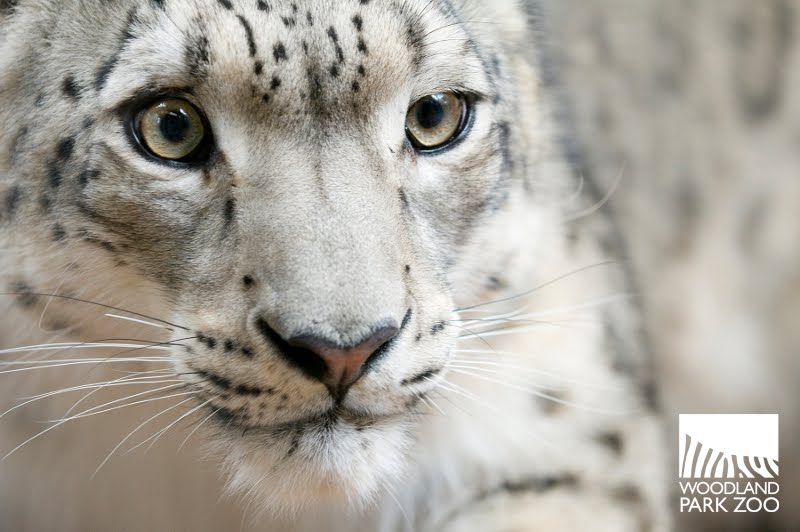Being 5: Snow leopard edition