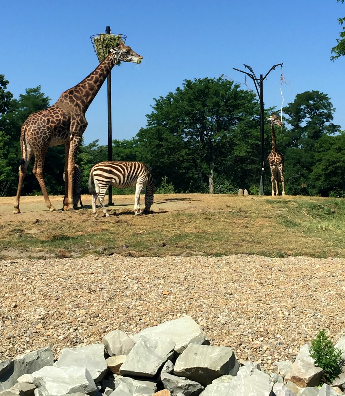 Pittsburgh Zoo PPG Aquarium Pittsburgh Is Kidsburgh Guide For Geek pittsburgh-zoo-ppg-aquarium-pittsburgh-is-kidsburgh-guide-for-geek