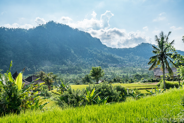 Rizières de Sidemen - Bali