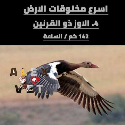 اسرع 10 حيوانات في الارض Spur-Winged Goose