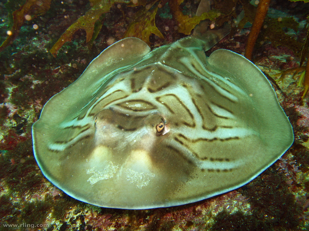 Real Monstrosities: Guitarfish