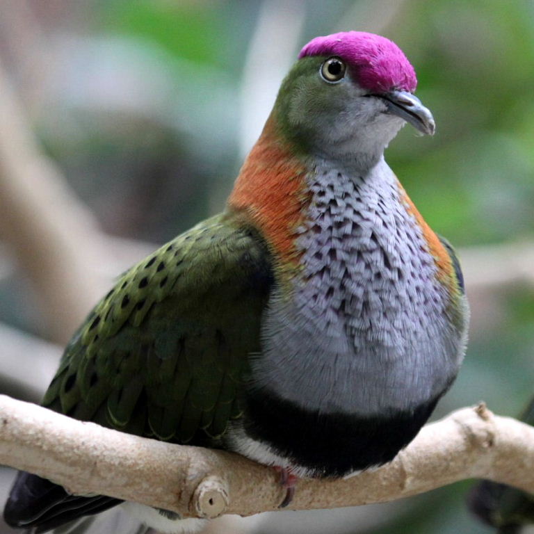 Birds The Superb FruitDove A Rare PinkNecked Green Pigeon