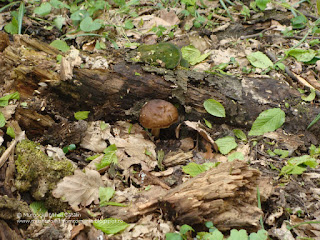 Pluteus cervinus DSC104028