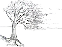 Koleksi Sketsa Gambar Pohon