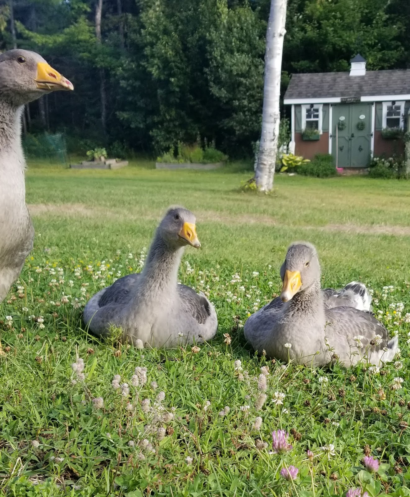 12 Fun Facts about Pet Geese - Fresh Eggs Daily® with Lisa Steele