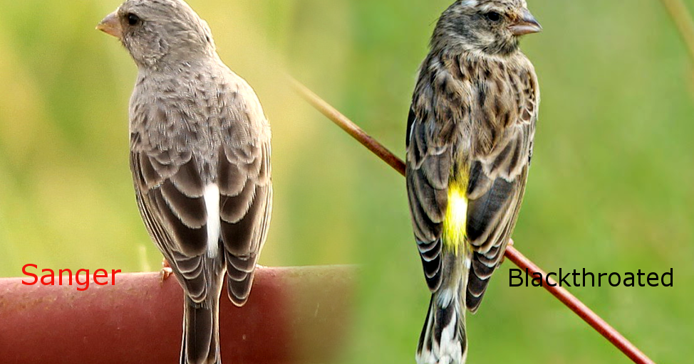 Suara Burung Sanger Bang Kicau Ng