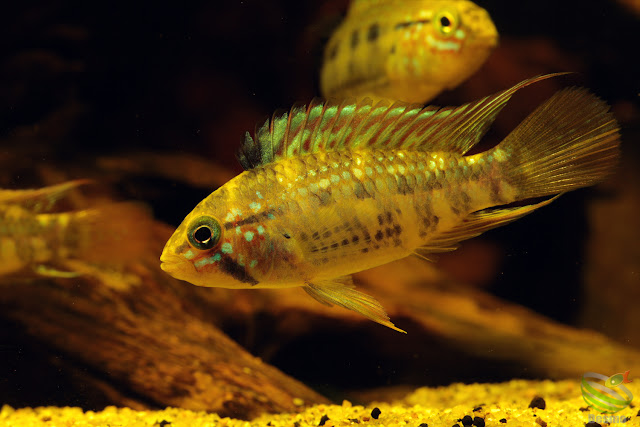 WF1 Apistogramma ortegai (pebas)