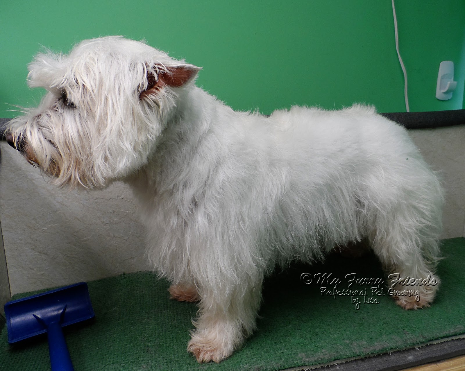 Pet The Good, & The 'Pet' Westie Cut