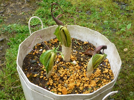 鉢に植え替えたウラシマソウ