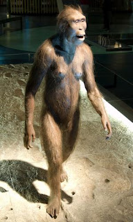 Australopithecus afarensis canlandırması