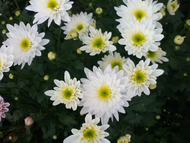 Chrysanthemum Facts and Care Tips Indoor Flower Meanings, Pictures