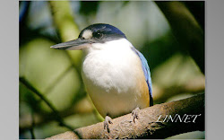 オーストラリア.ケアンズで出会った野鳥（Bird of Cairns）