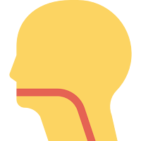 Throat (tenggorokan) Throat (tenggorokan)