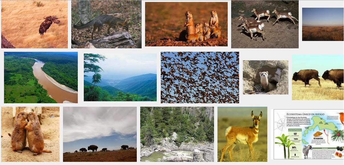 Ecoturismo México Janos Chihuahua Ecoturismo México Janos Chihuahua