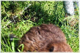 życie bobrów, european beaver, castor fiber