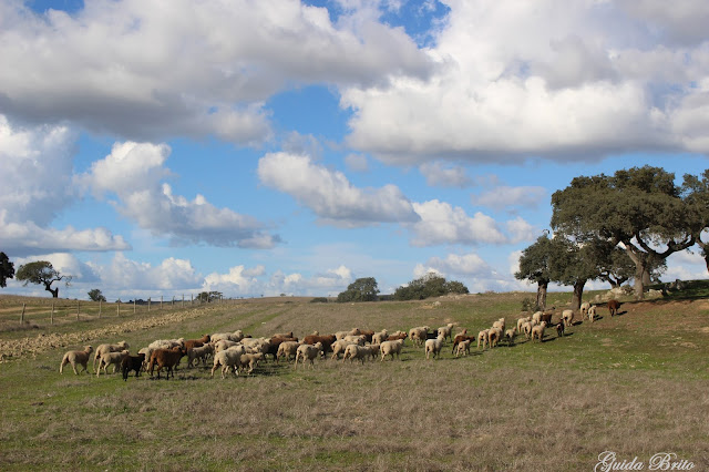 A mudança de pasto das ovelhas 22 Rebanho e chaparro