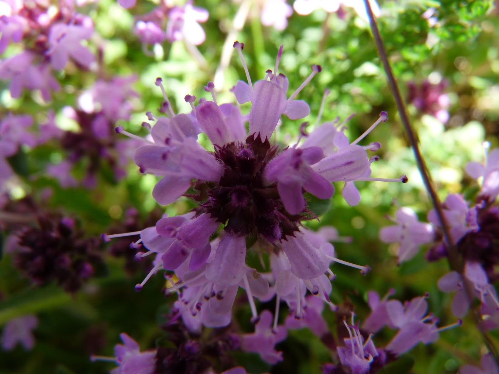 Les Petites Herbes Cueillette De Plantes Sauvages Tinctoriales