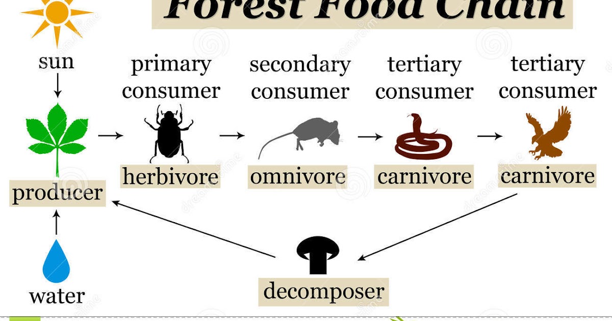 Food Chain Diagram With Labels