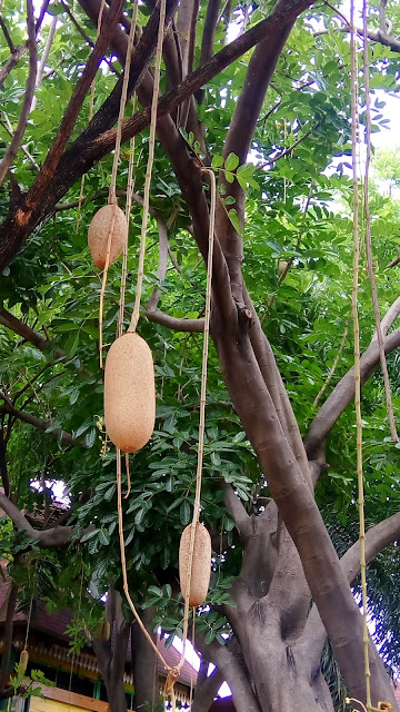 Pohon Sosis (Kigelia Pinnata)