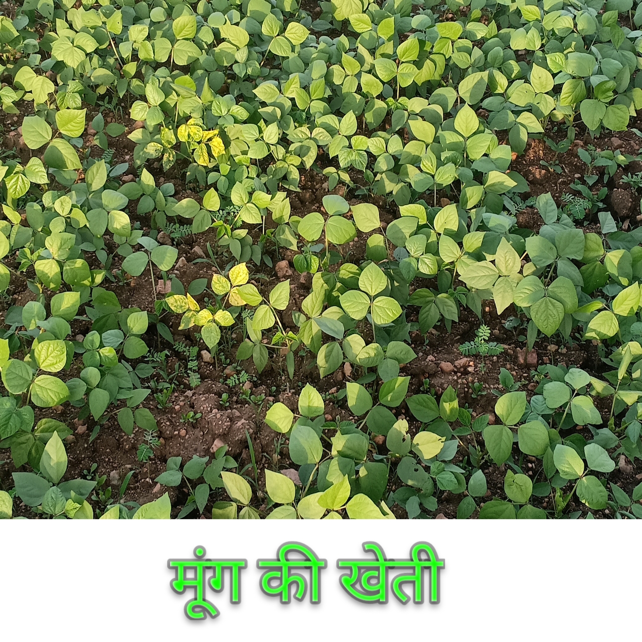 मूँग की खेती Cultivation of green gram