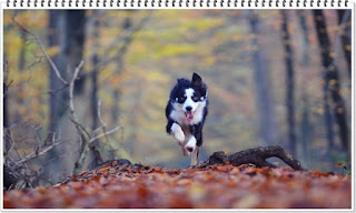 영리한 개 보더콜리 지능 탈모 4