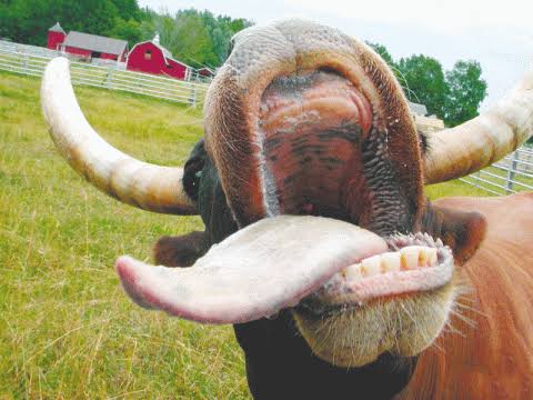 أعراض إصابة المواشي بجنون البقر أعراض إصابة المواشي بجنون البقر