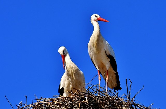 Klasifikasi Dan Morfologi Burung Bangau Kumpulan Materi Pengetahuan Umum