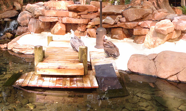 Left Field Wander: Flamingo Hotel Wildlife Habitat