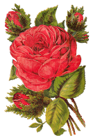 Antique Images: Free Red Rose Digital Clip Art Seed Catalog Botanical