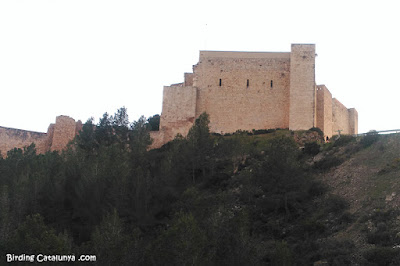 Castell de Miravet