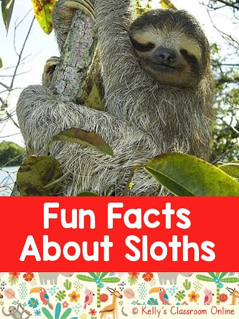 Learn fun facts about sloths, what sloths eat and drink, where sloths live, how sloths protect themselves, and sloths' conservation status.