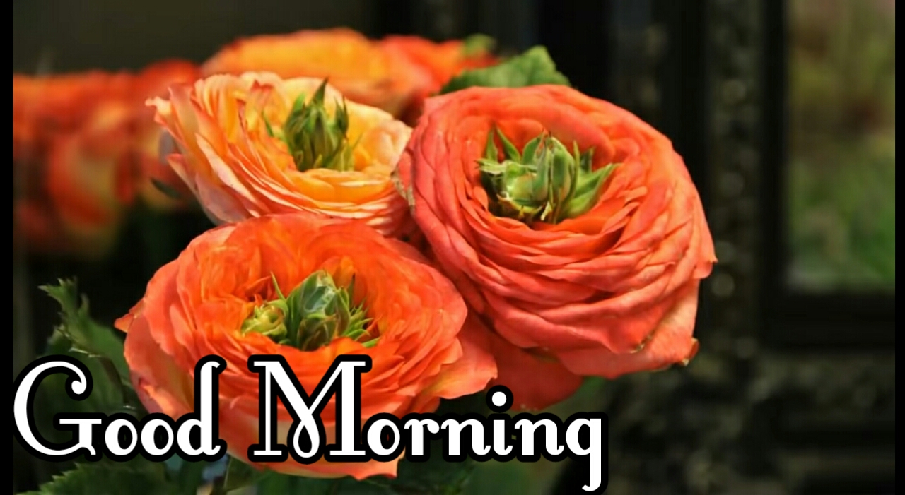 Featured image of post Beautiful Flowers Beautiful Good Morning Images For Whatsapp - Best good morning (gif) card.