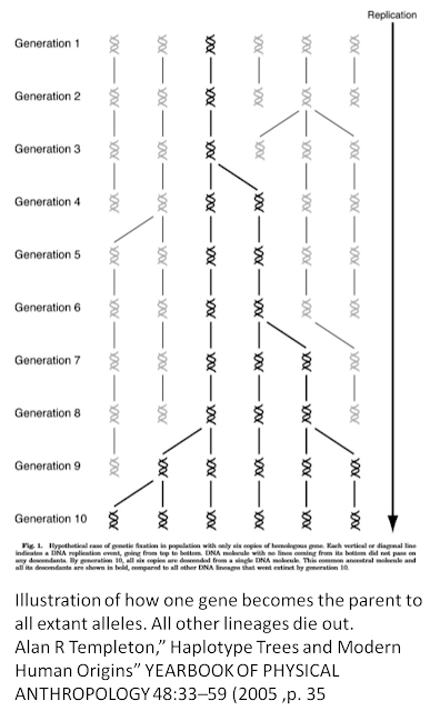 Geneologie Size Chart
