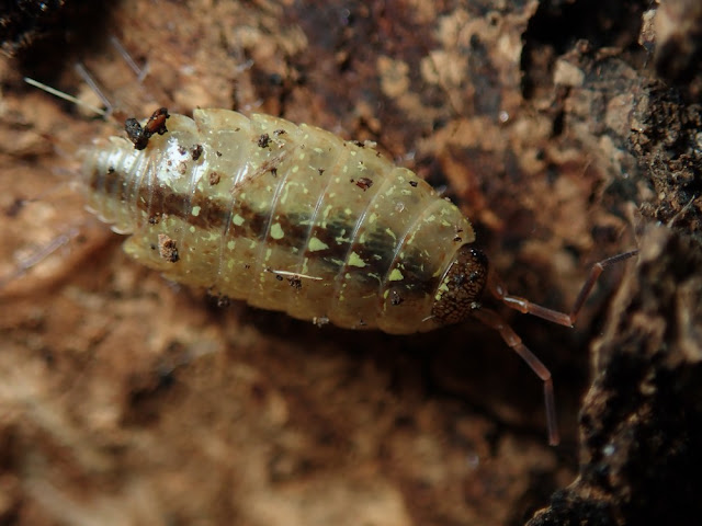 Philoscia affinis Philoscia affinis