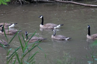 Geese in Don River in East Don River Park