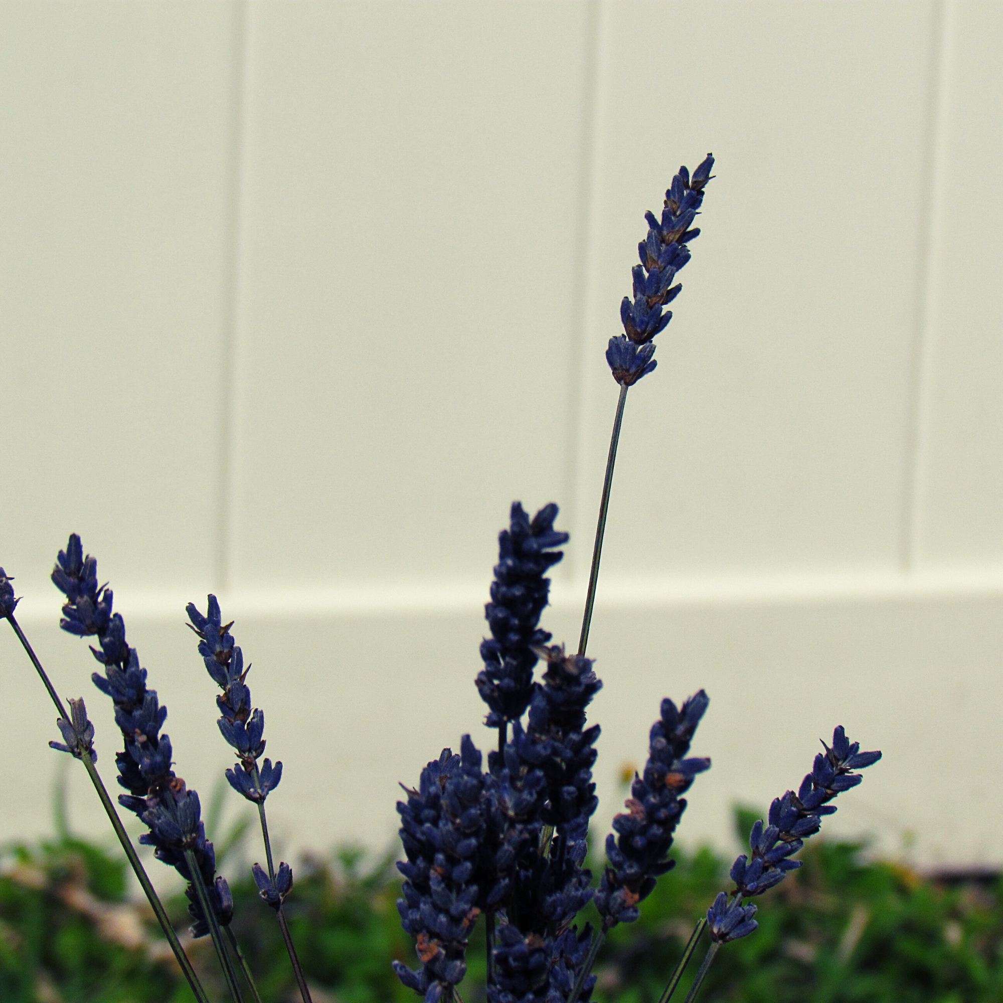 A white picket fence, tall grasses, and purple lavender growing by the fence