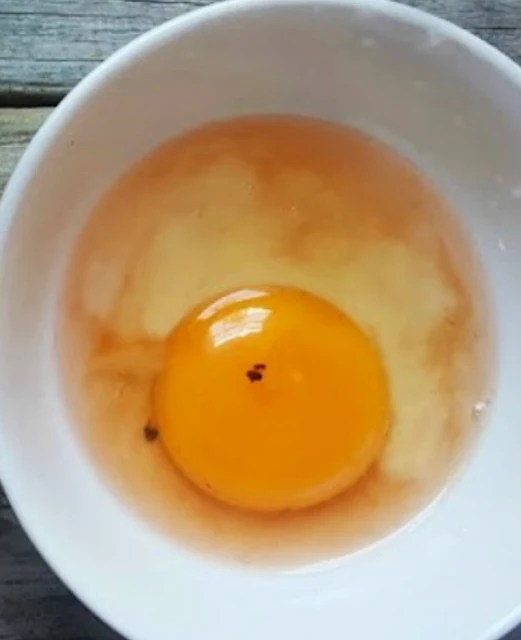 Why are There Blood Spots in Fresh Eggs? Fresh Eggs Daily® with Lisa