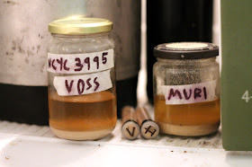 Four samples of kveik.